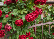 Climbing-Roses-23176-217x155