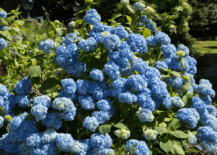 blue hydrangea bush