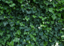 close up of ivy