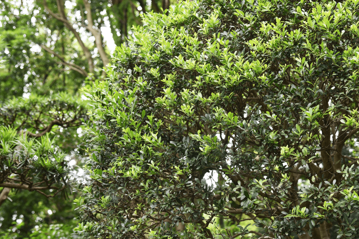 close up of japanese holly
