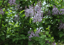 close up of lilac tree