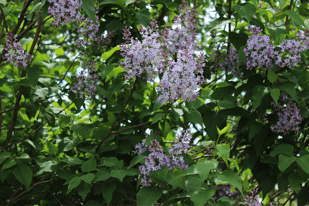 close up of lilac tree