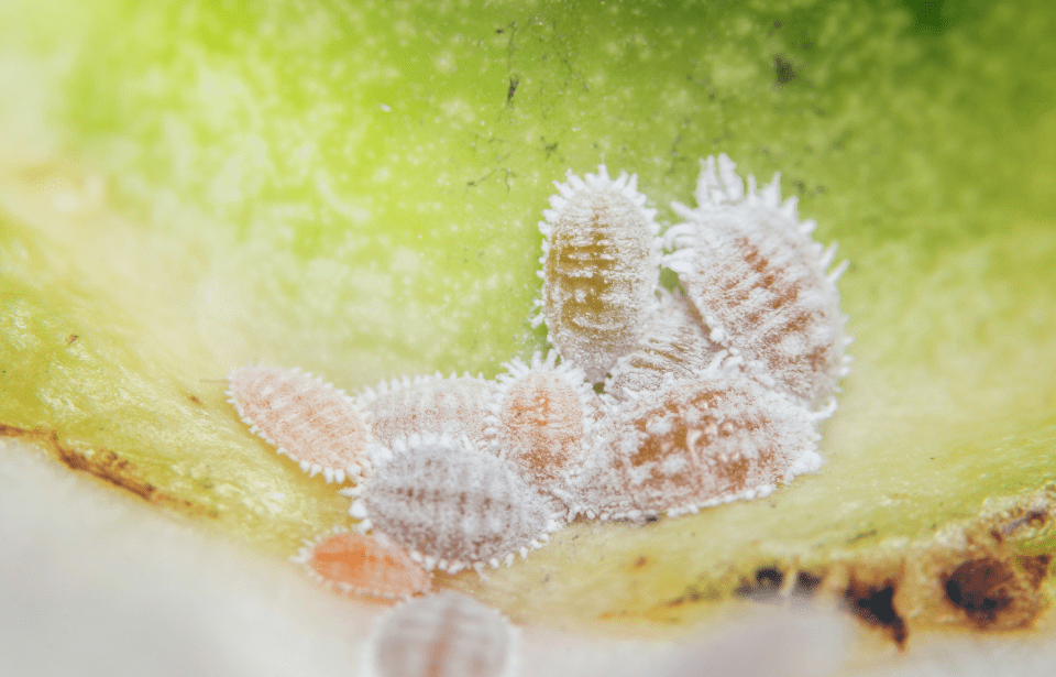 A small grouping of scale bugs on a leaf.