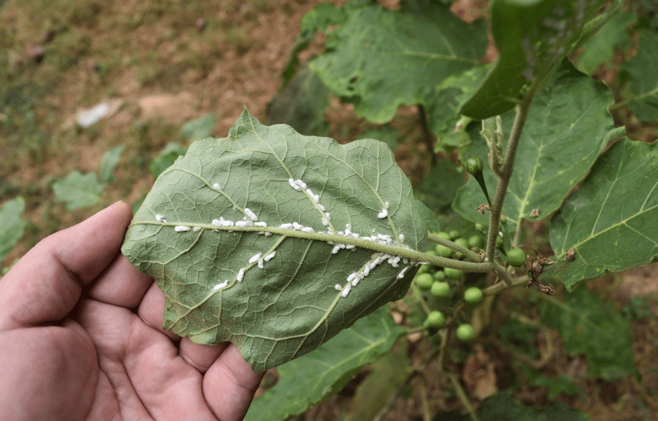 A grouping of mealy bugs on the underside of a leaf.
