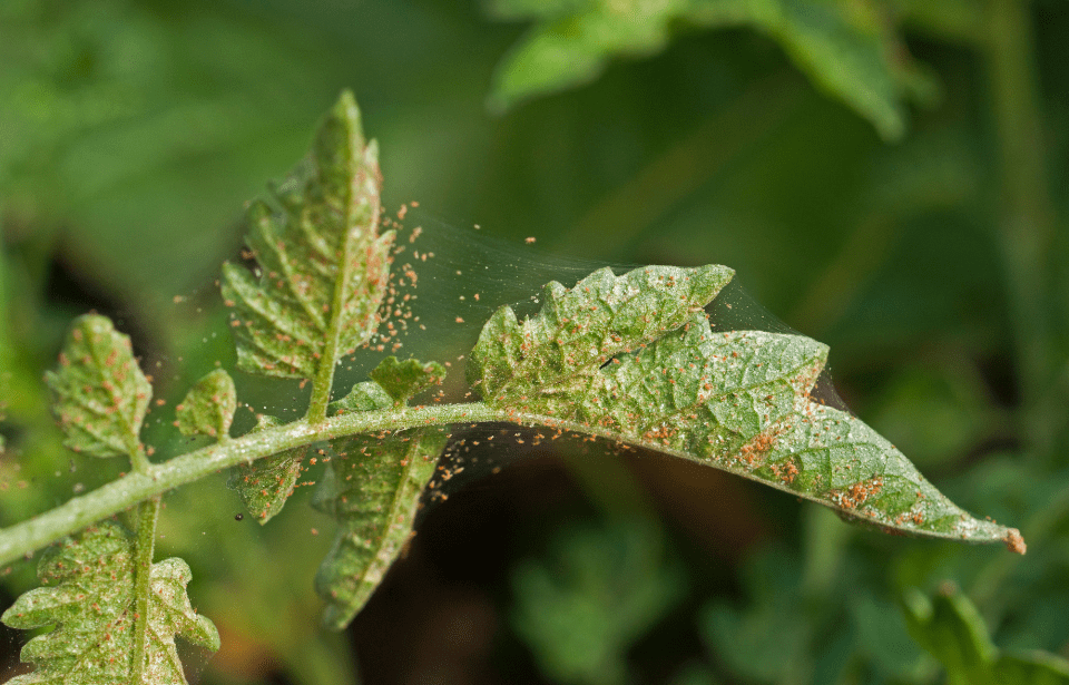 A collection of spider mites invading a plant.