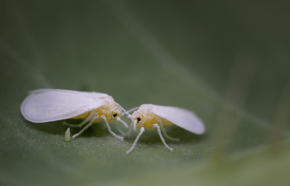 A close photo of two whiteflies on a lead.
