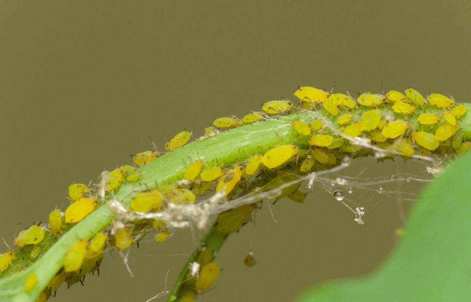 A group of aphids infesting a plant stem.
