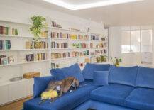 bright blue couch with soft angles, surrounding by filled white book shelves