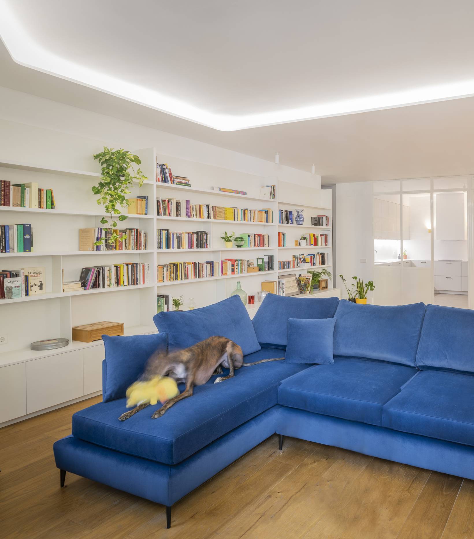 bright blue couch with soft angles, surrounding by filled white book shelves
