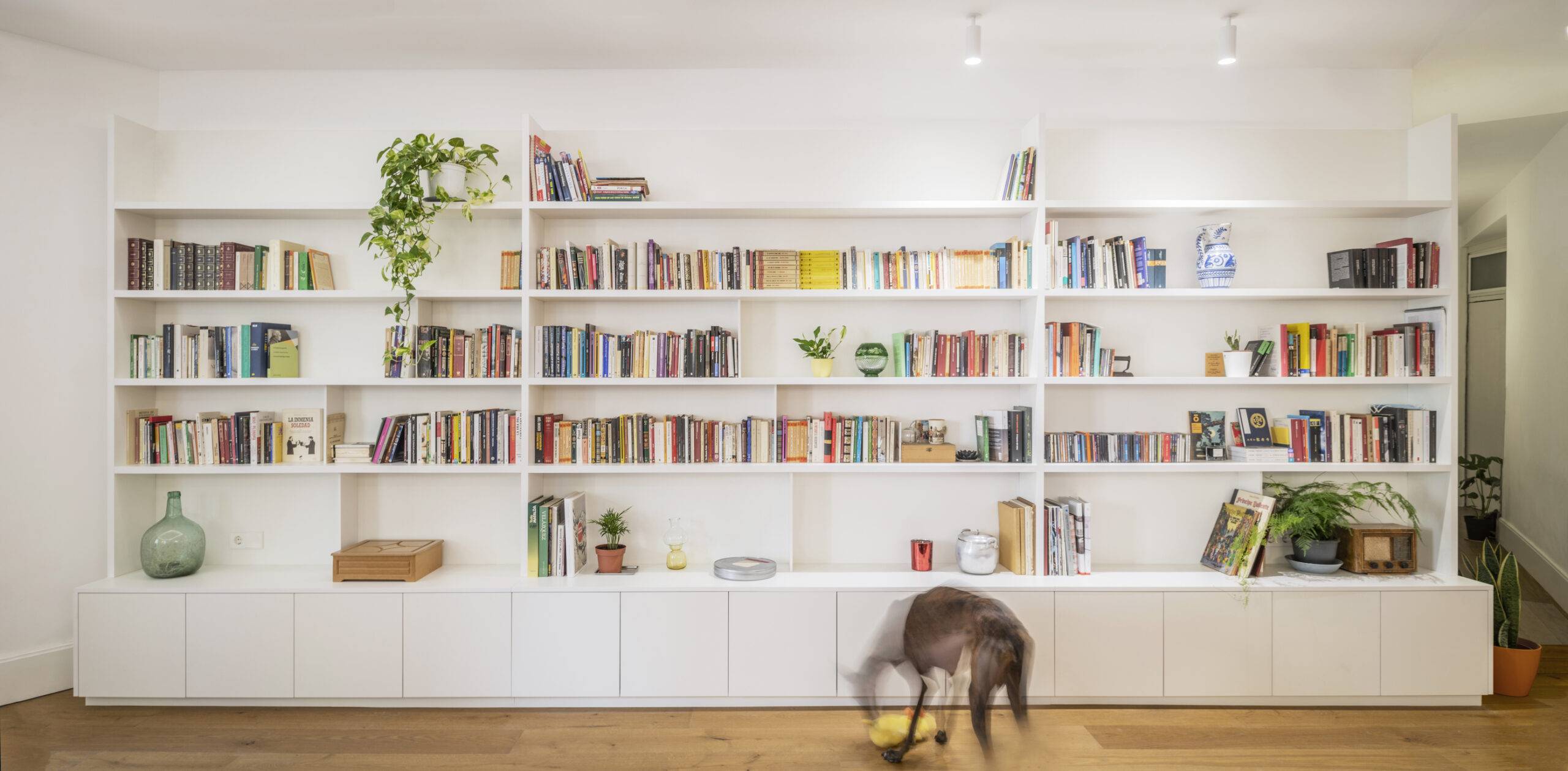 dog walking back wall to wall book shelves