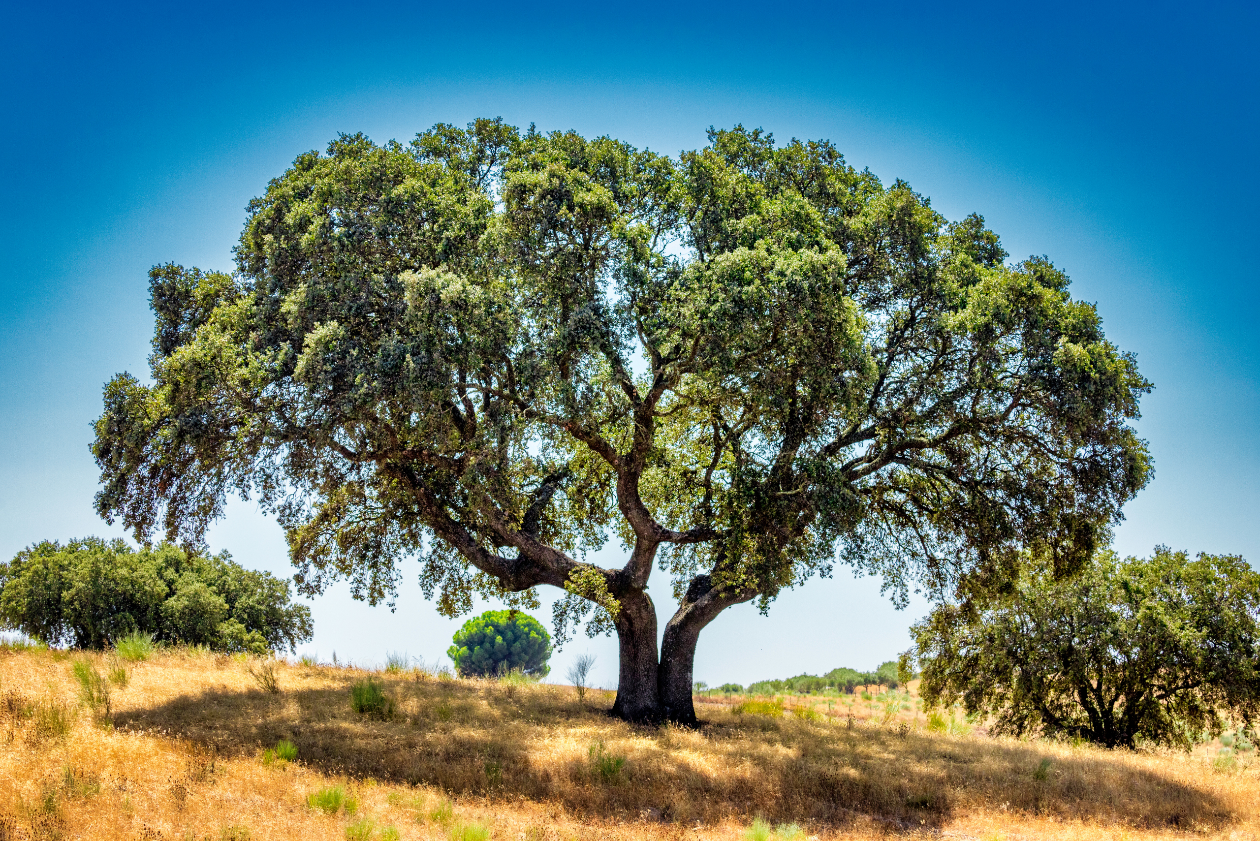 Acacia tree during the daytime.