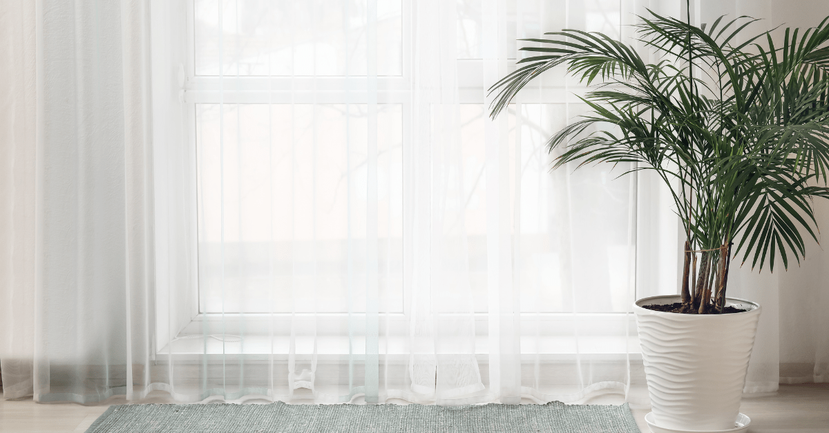 White curtains with a plant nearby.