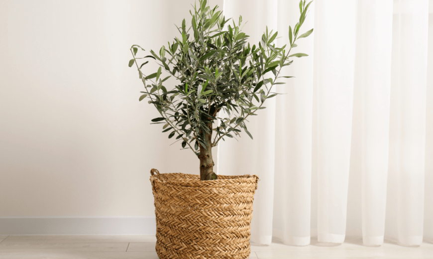 Complete Handbook for Growing an Olive Tree Indoor