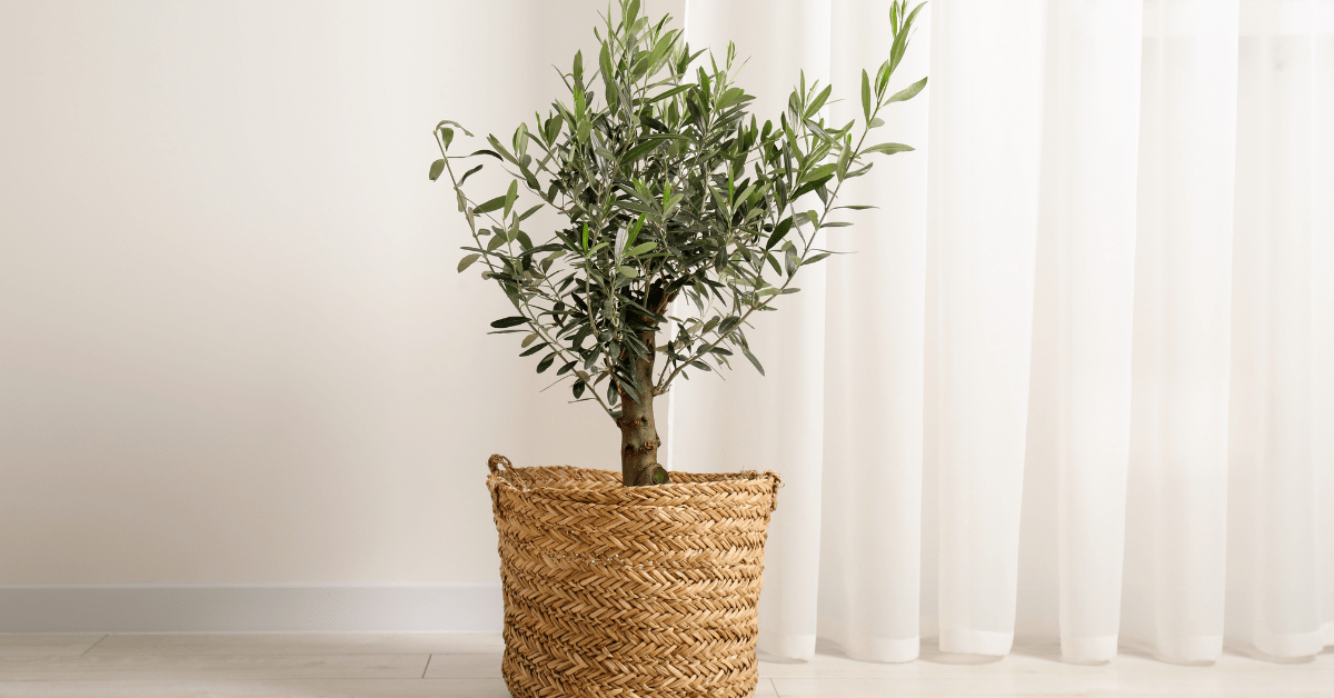 Trimmed olive tree indoor planted inside a wicker basket.