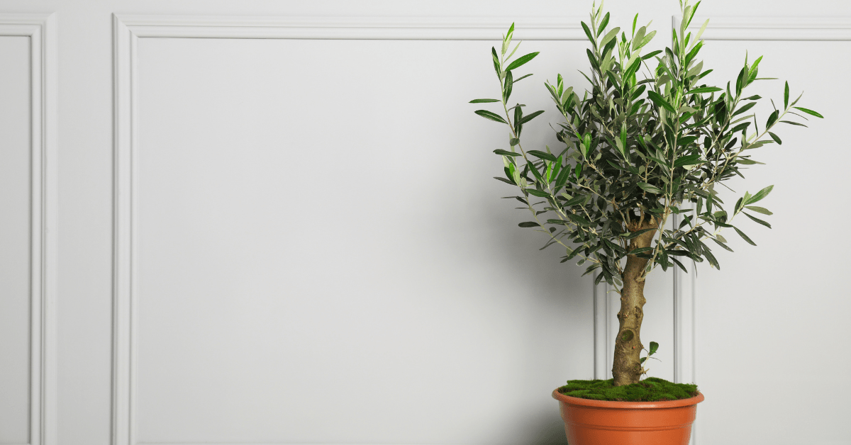 Olive tree in a clay container indoors.
