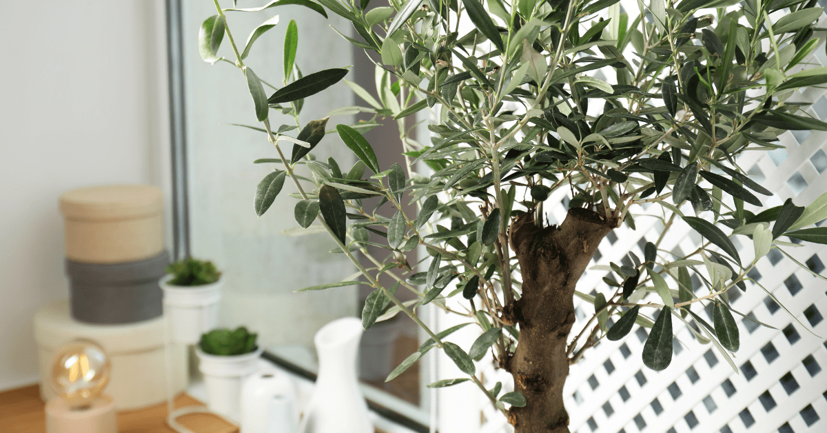 Olive tree with healthy trunk.