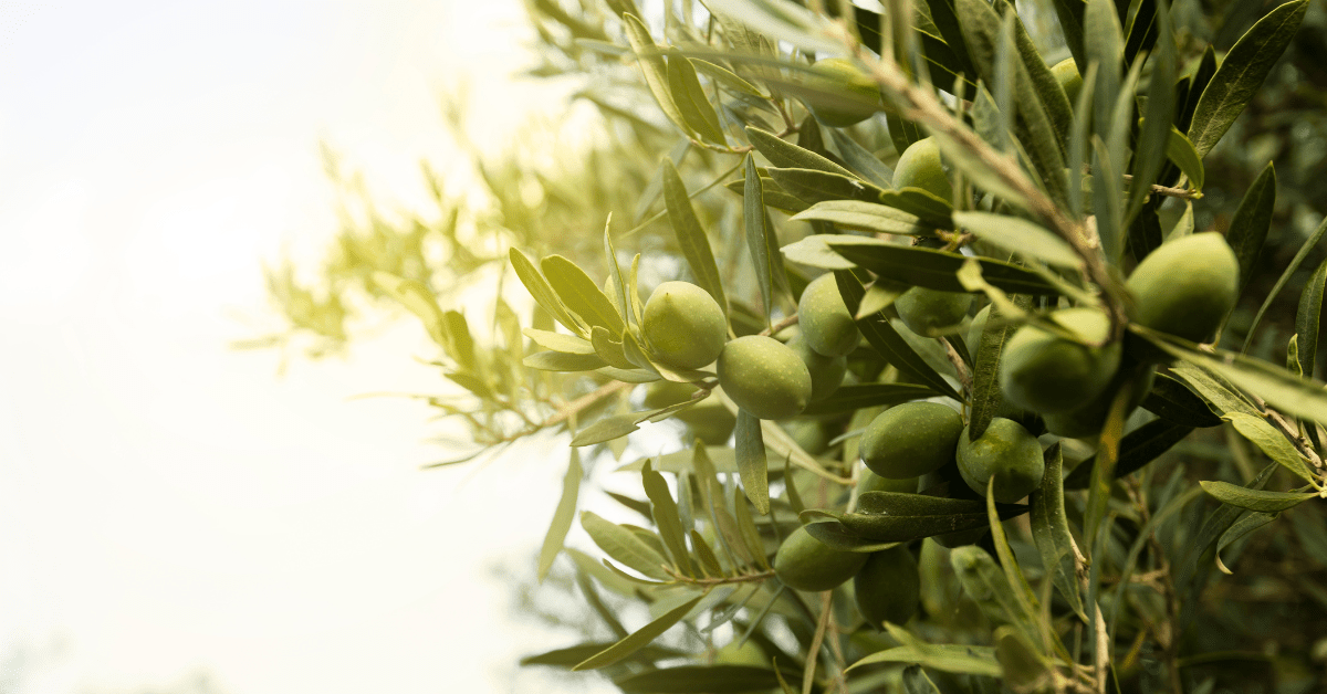 A closeup of an olive tree leaves and olive fruit.