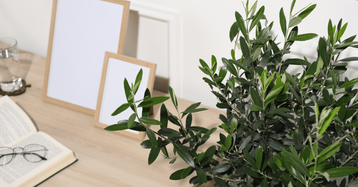 A closeup of olive tree leaves flanked by a desk.