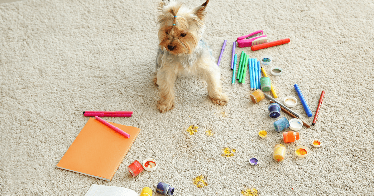 A dog is surrounded by art supplies and spilled paint on carpet.