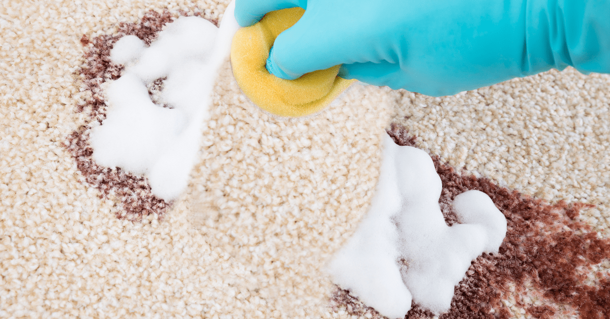 Scrubbing paint off carpet using sponge.