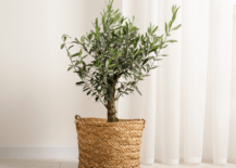 An olive tree in a basket.