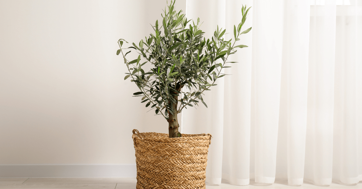 Olive tree in a wicker basket.