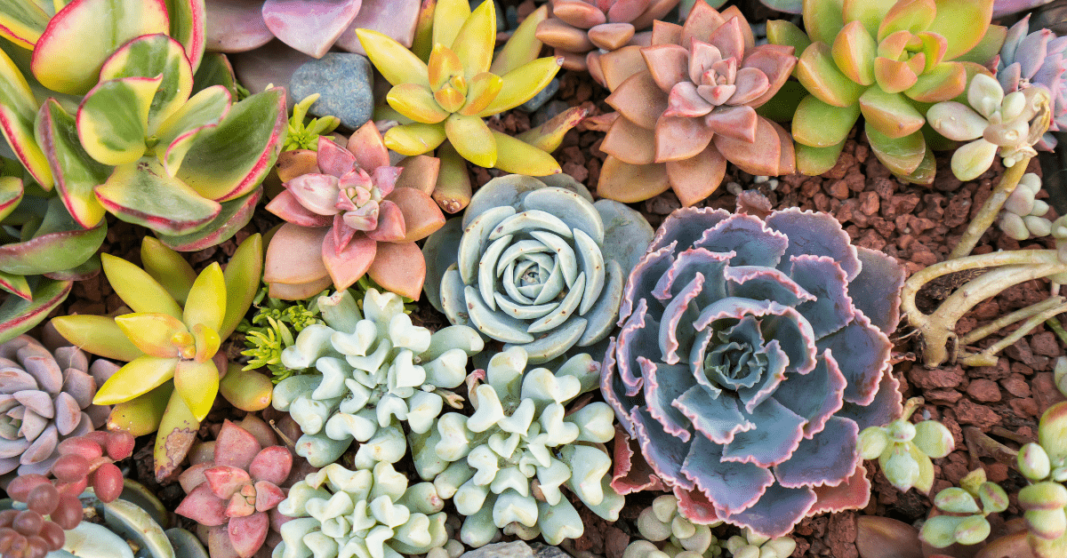 An assortment of Succulents.