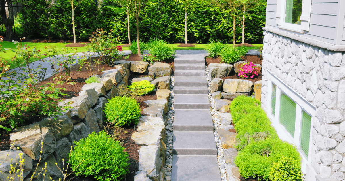 A front yard with concrete steps surrounded by green landscaping.
