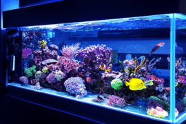 Living Room Fish Tank in the Wall - Enhance Your Home with Aquatic Elegance