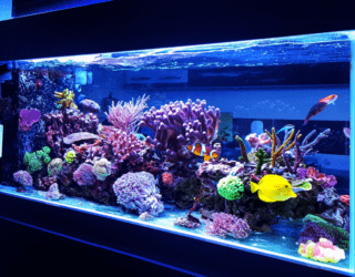 Living Room Fish Tank in the Wall - Enhance Your Home with Aquatic Elegance