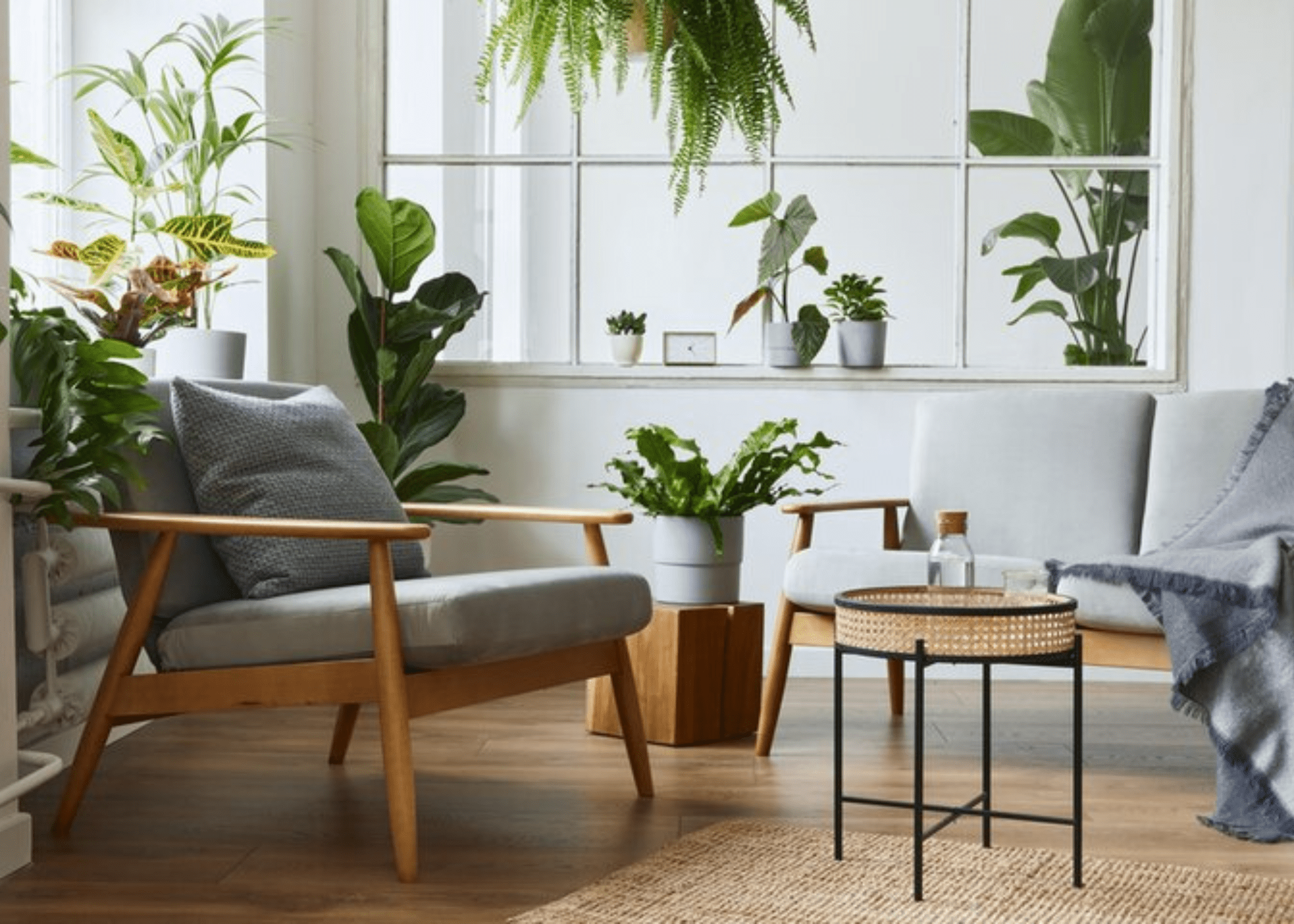 house plants chair and side table