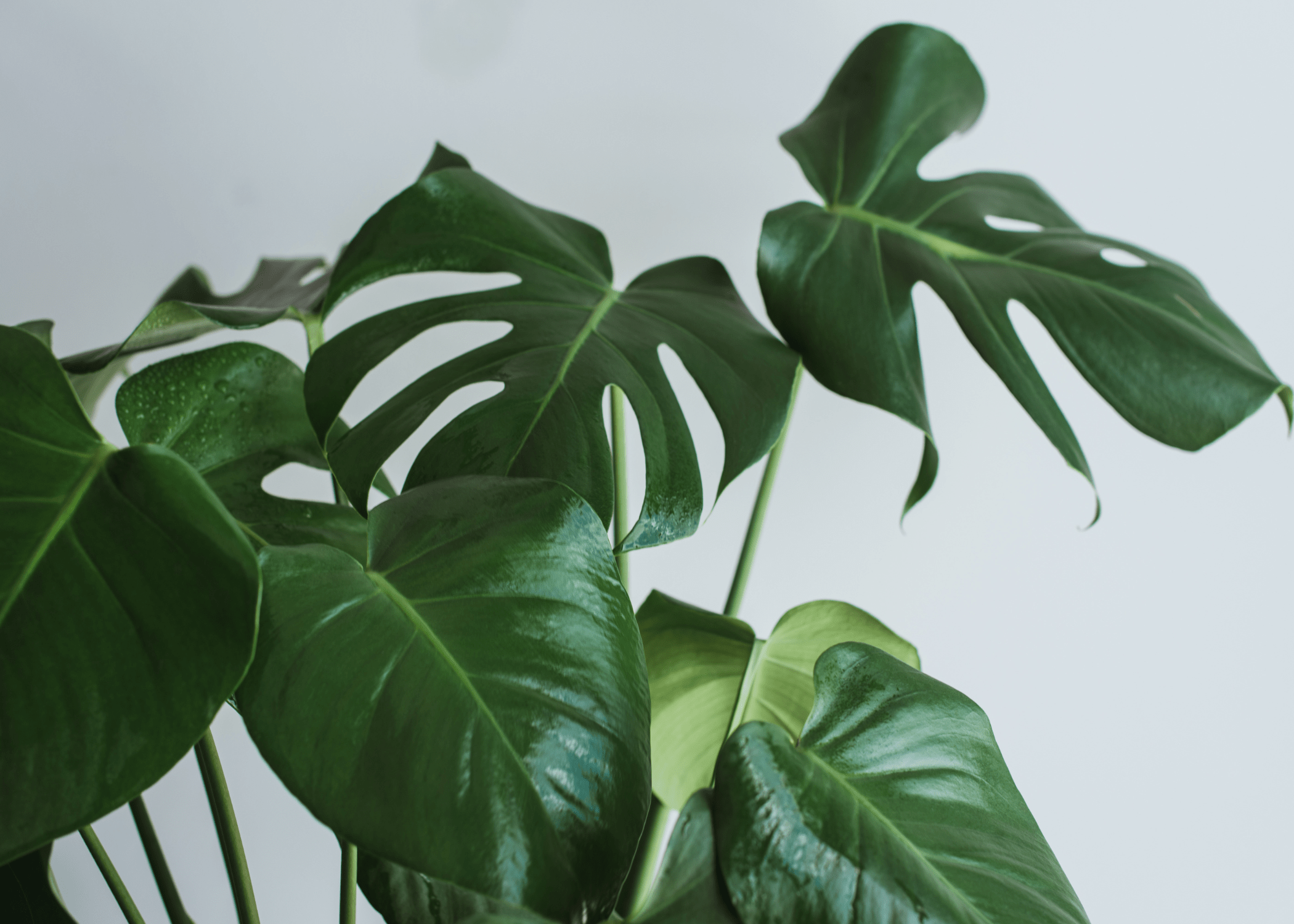 close up of monstera plant