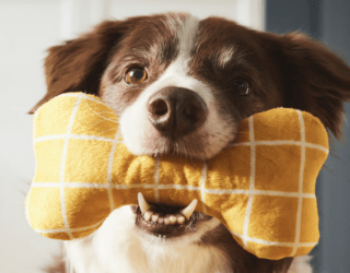 Perfect Finds for Your Furry Friends — IKEA's New Pet Collection