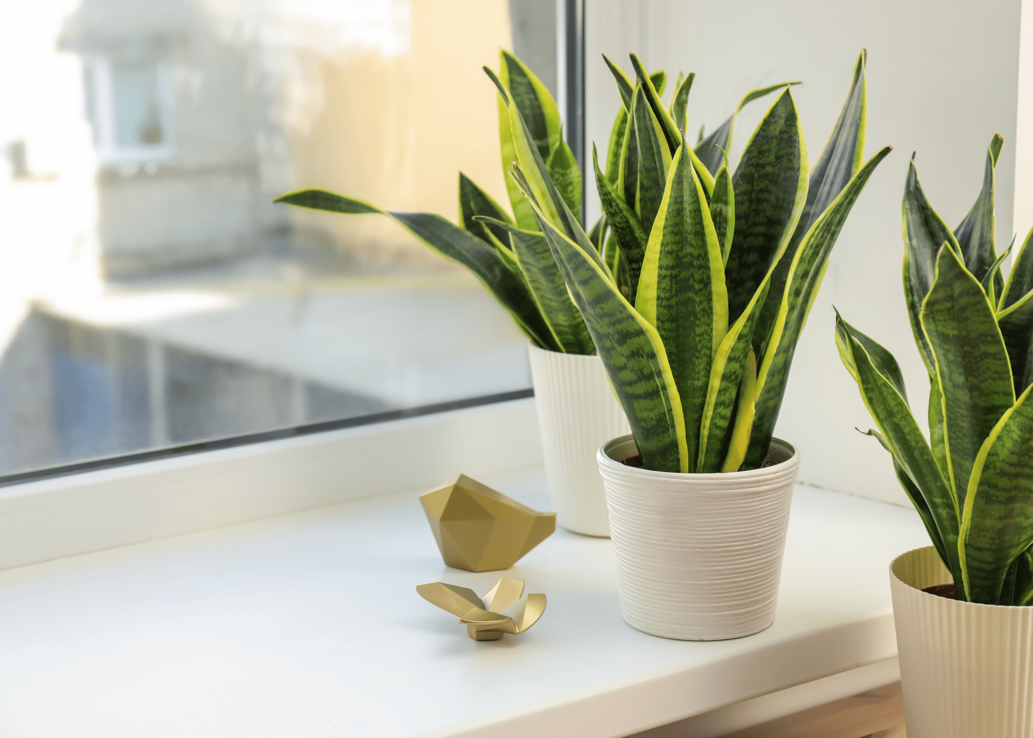 snake plant in white pots on window sil