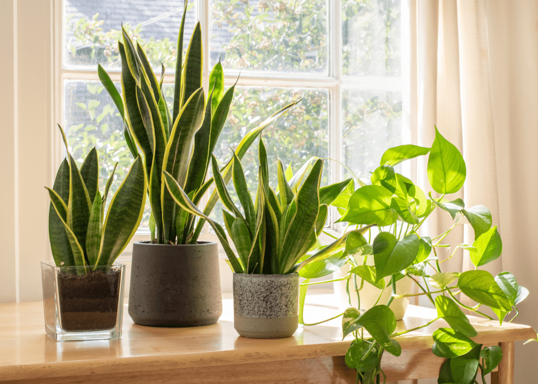 snake plants in pots on window sil