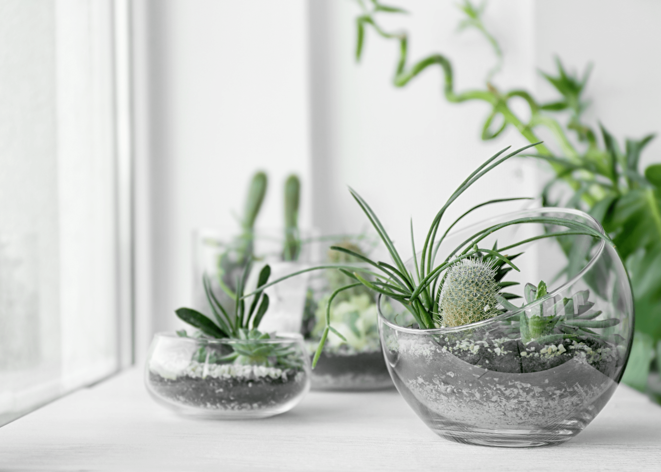 succulents in glass orbs