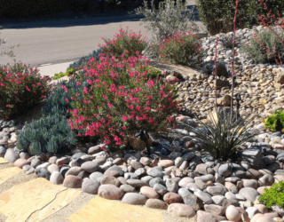 Achieve the Ideal Desert Landscape for Your Front Yard with Xeriscaping