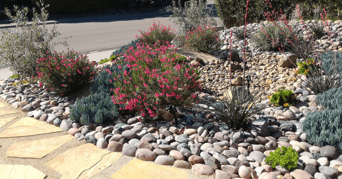 Xeriscape front yard beside the driveway.