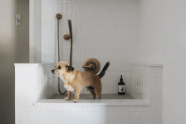 Pampered Pooches: The Rise of Built-In Dog Shower Areas in Modern Homes