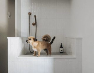 Pampered Pooches: The Rise of Built-In Dog Shower Areas in Modern Homes