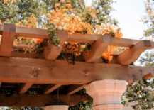 Climbing Plants on pergola