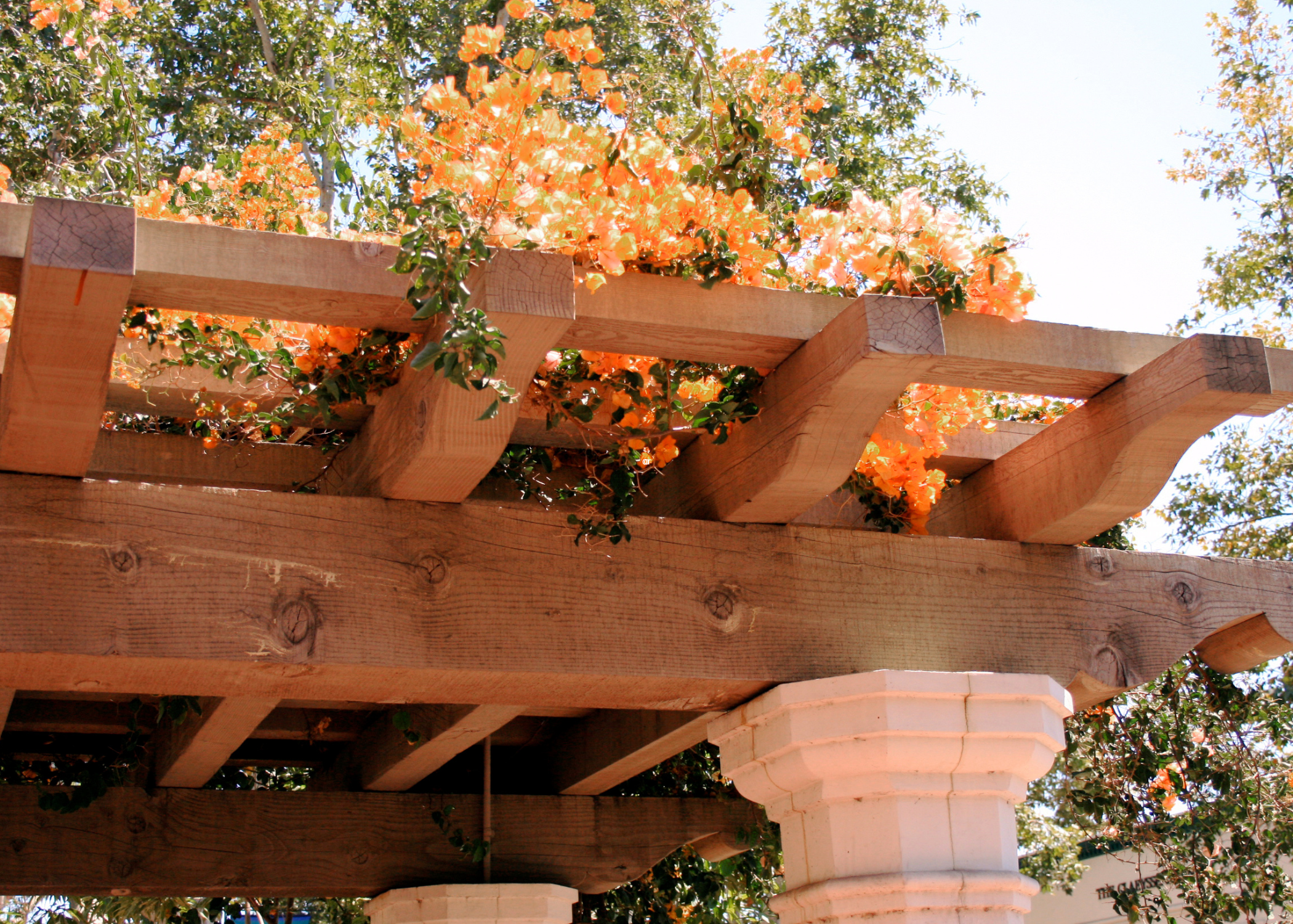 Climbing plants acting as shades on pergola.