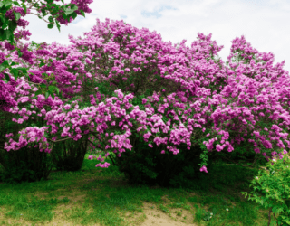 Elevate Your Garden Aesthetic with These Fast Growing Shrubs