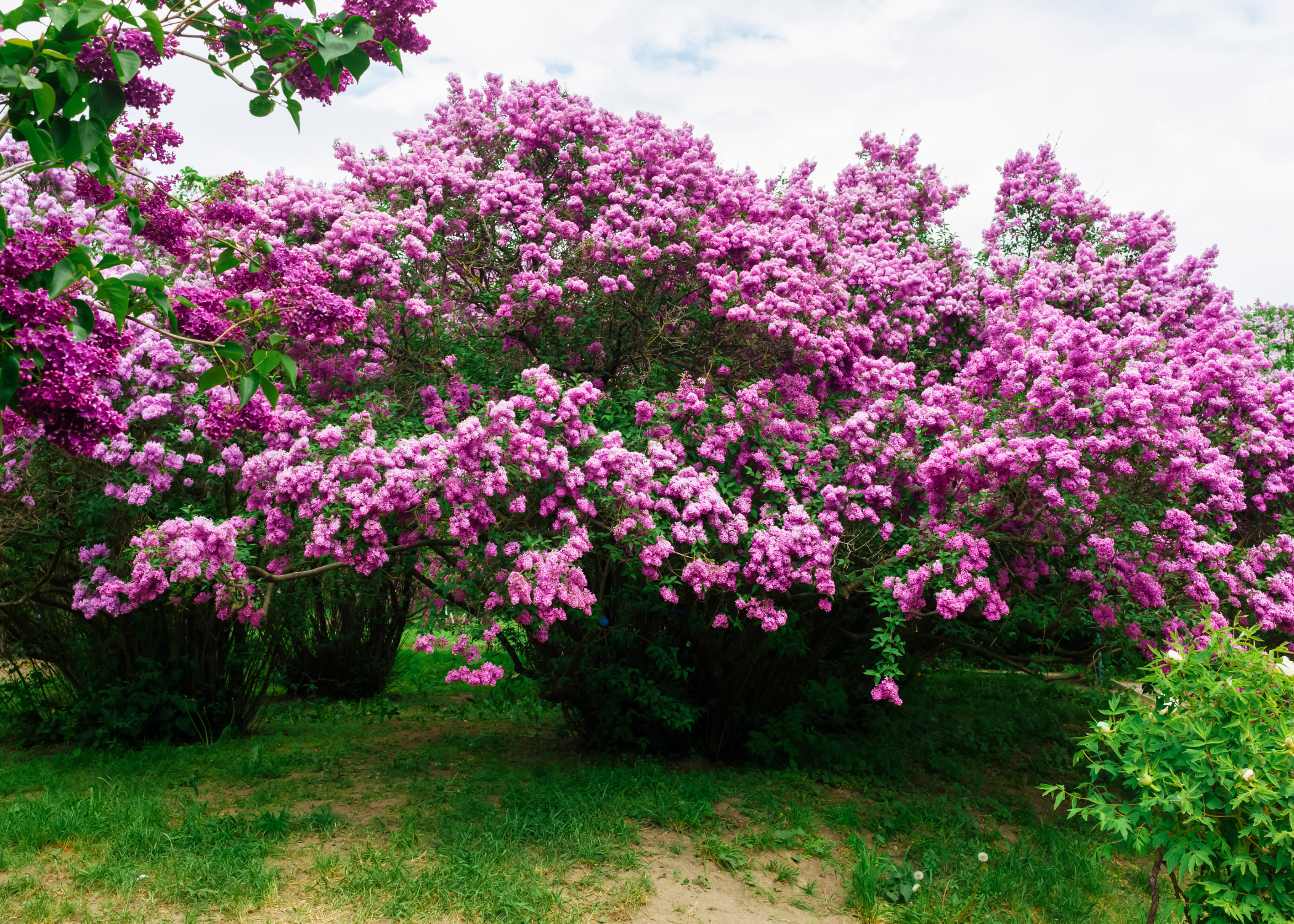 lilac shrub