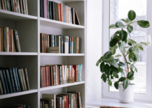 fiddle leaf tree in front of bookcase