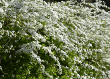 close up of spirea shrub