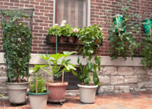 container gardening on brick pavers