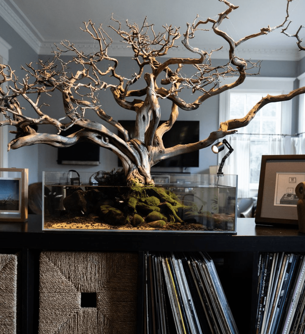 tree decor in home aquatecture