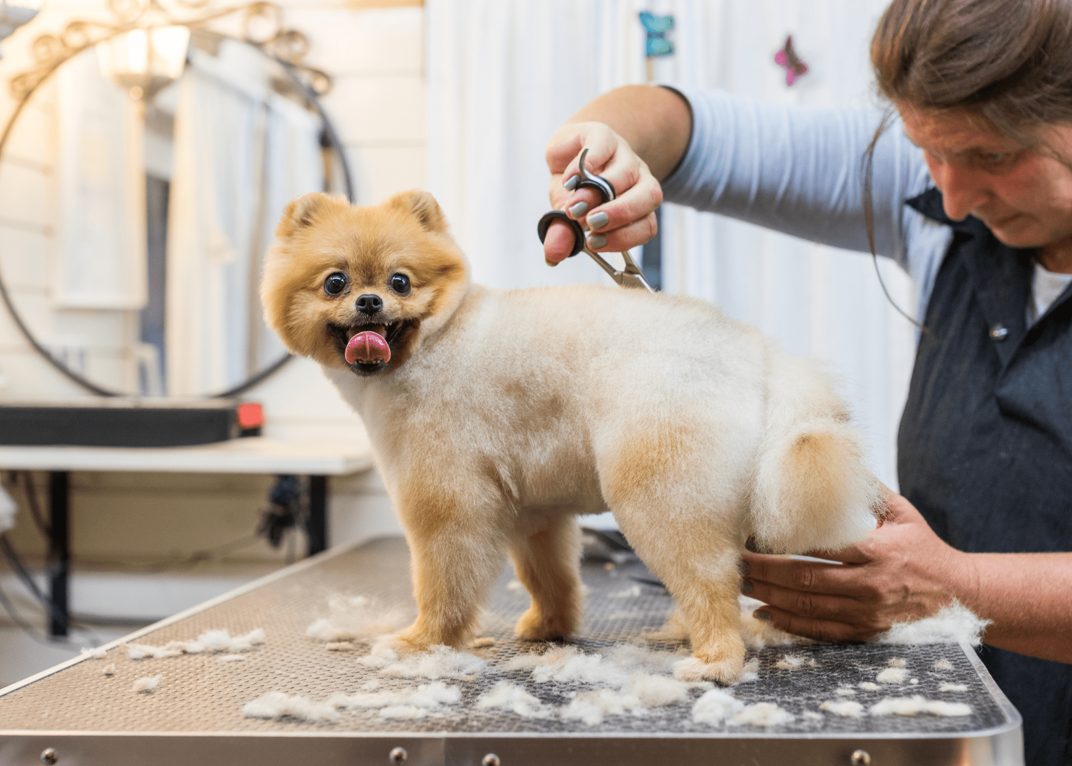 dog being groomed