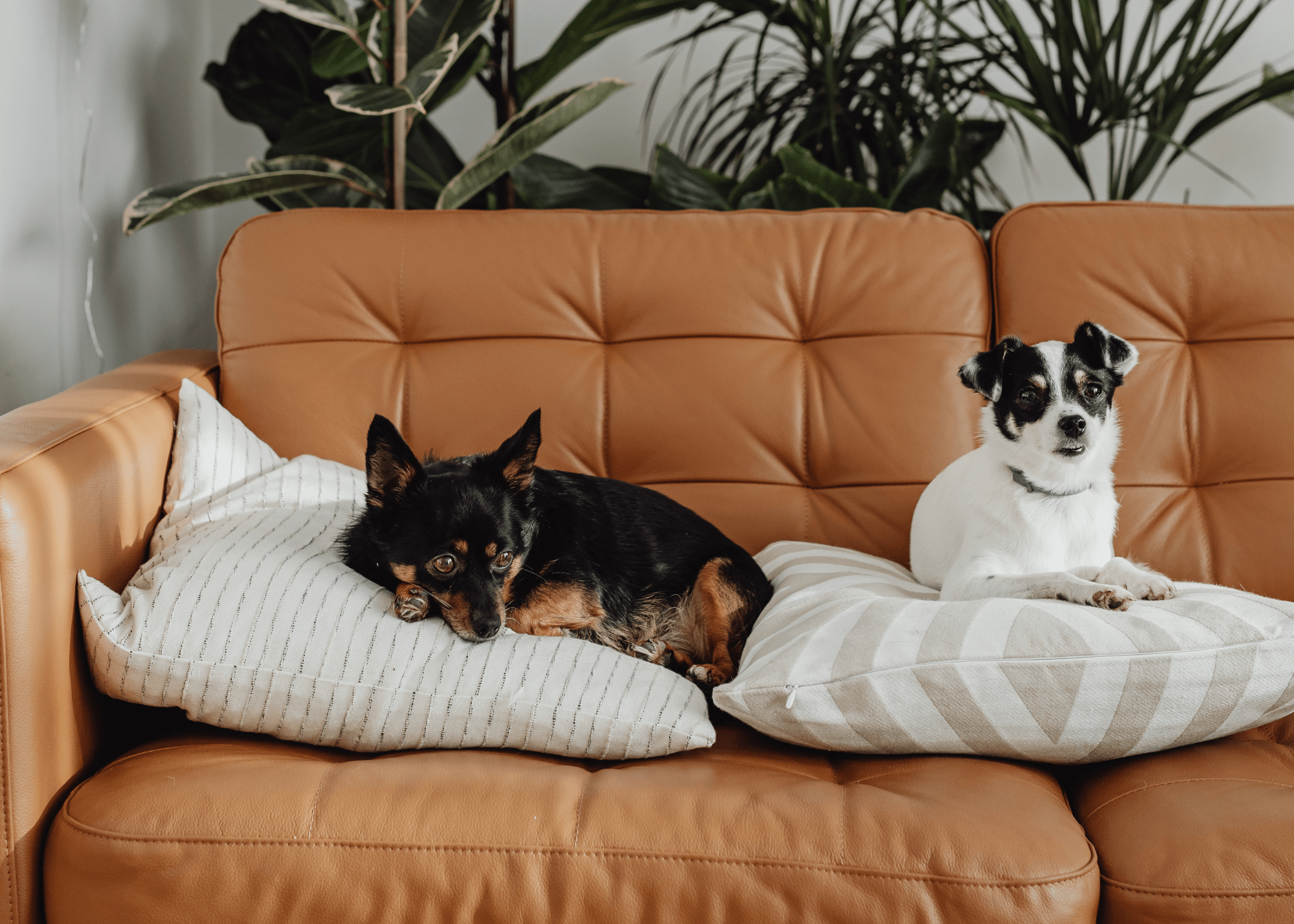 two dogs sitting on pillows on brown leather couch